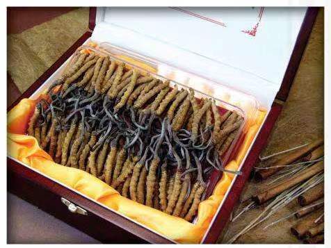 武隆冬虫夏草回收